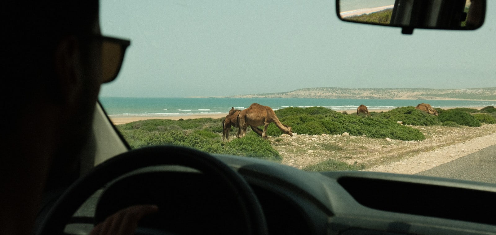 Uitzicht door de voorruit op kamelen aan de Marokkaanse kust tijdens een road trip